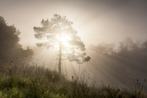 lonely tree on a misty morning, the rays of light cut through the fog, Valdarno, Arezzo,Tuscany, Italy lonely tree on a misty morning, the rays of light cut through the fog, Valdarno, Arezzo,Tuscany, Italy